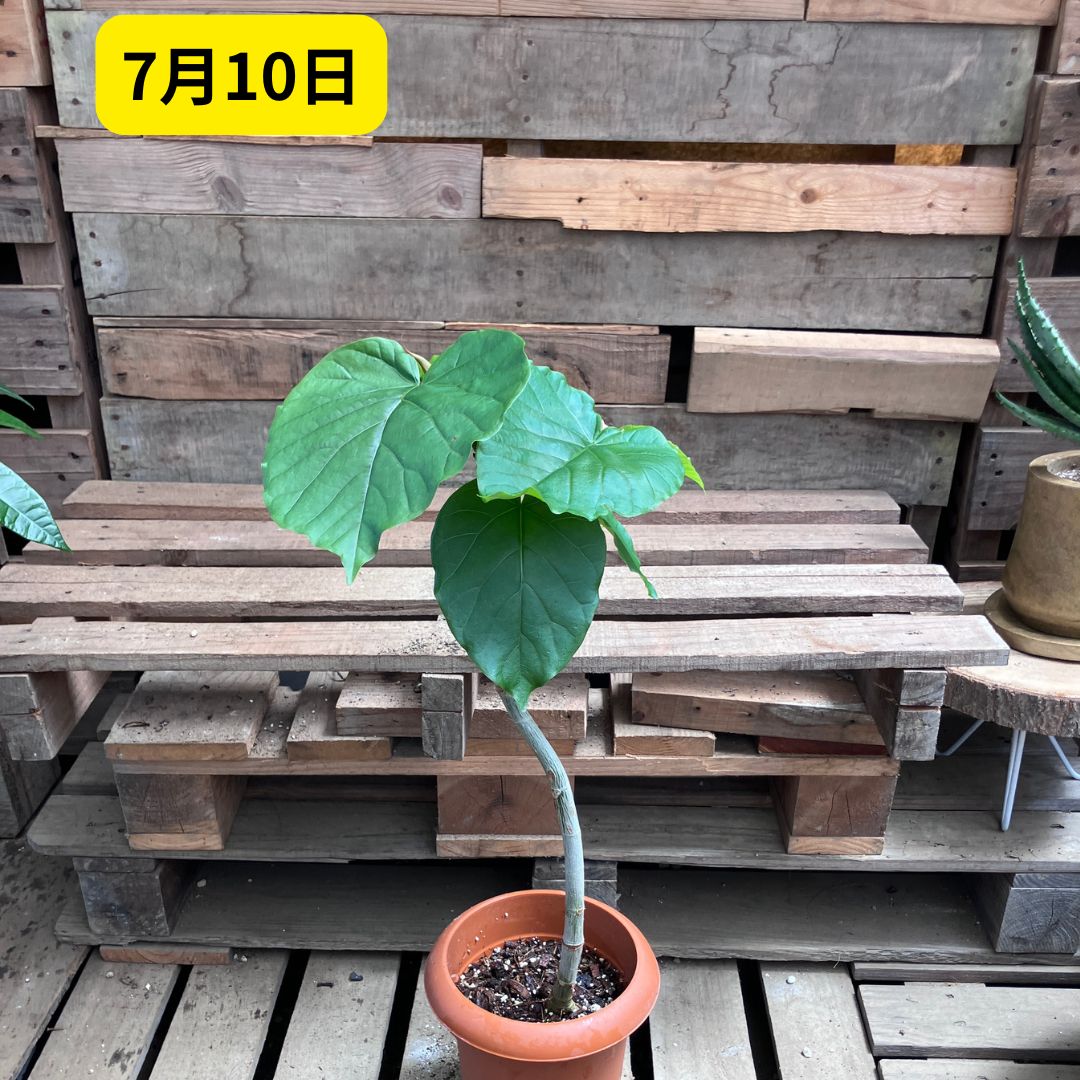 7月10日撮影。テラコッタ鉢のウンベラータ全体像。赤みのあった新葉が鮮やかな緑色に変化し、ハート型の大きな葉が複数枚広がっている